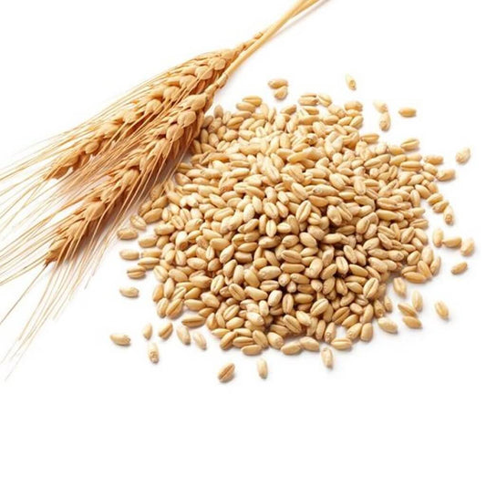 Wheat Germ Oil