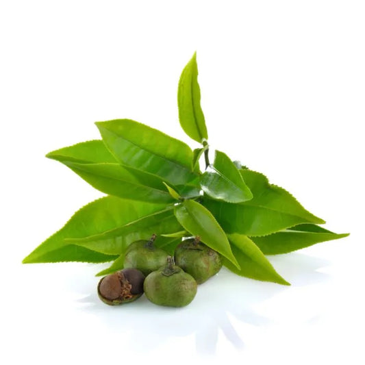 Green Tea Seed Oil