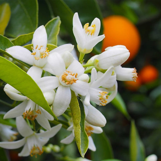 Neroli Hydrosol
