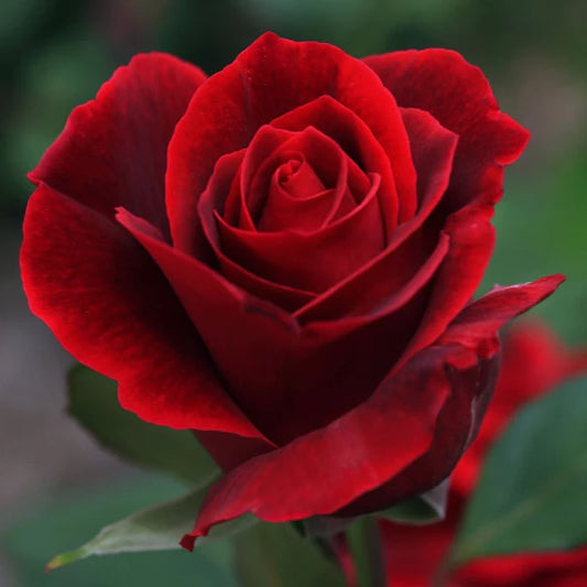 Rose Hydrosol