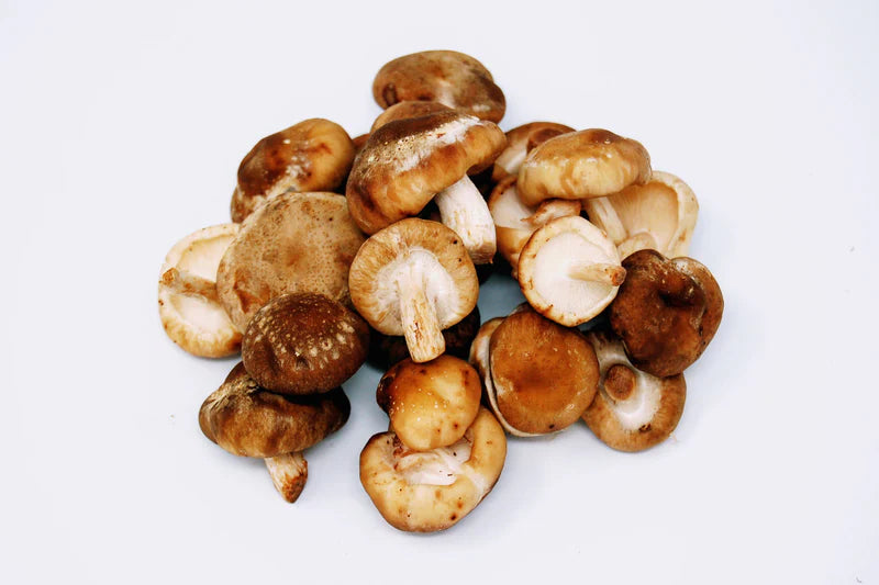 Shiitake Mushroom Extract Liquid