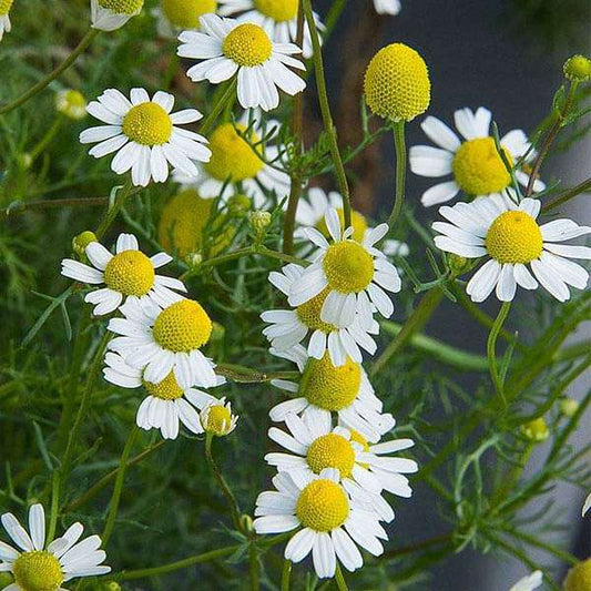 Chamomile Liquid Extract