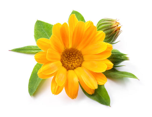 Calendula Liquid Extract