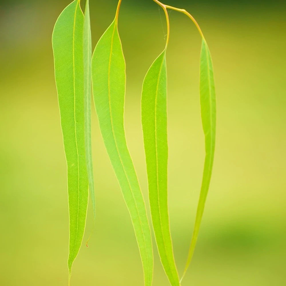 Eucalyptus Globulus Essential Oil