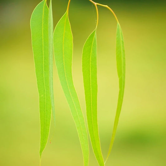 Eucalyptus Globulus Essential Oil