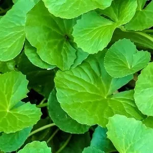 Centella Asiatica (Gotu Kola) Extract