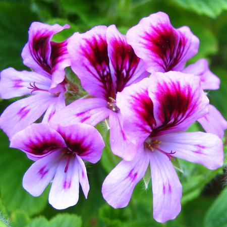 Geranium Essential Oil (Egyptian)