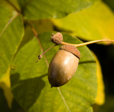 Hazelnut Oil