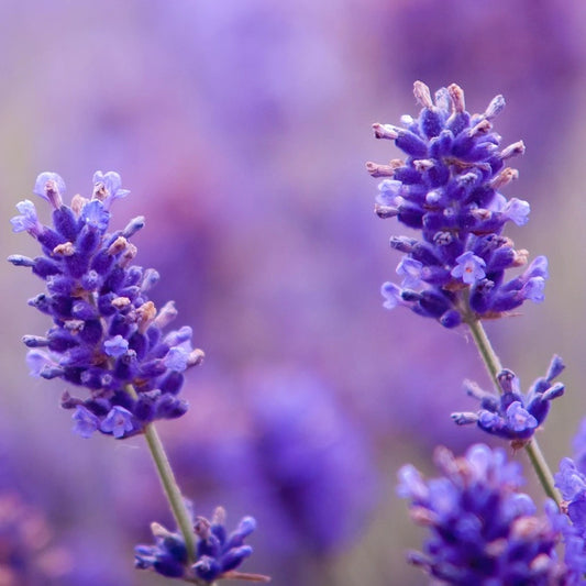 Lavender Essential Oil (Bulgaria)