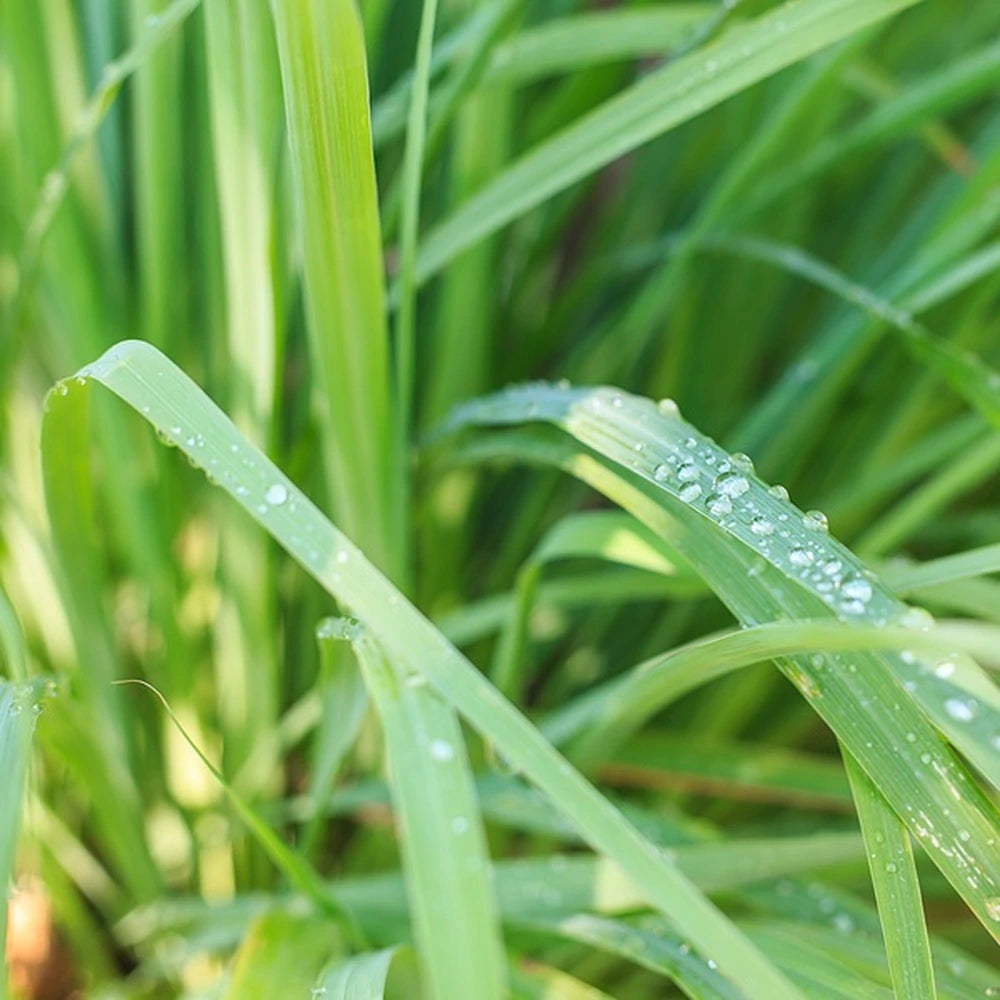 Lemongrass Essential Oil