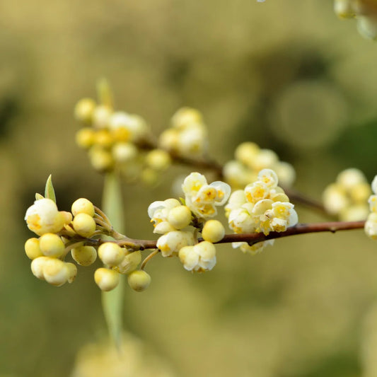 Litsea Cubeba Essential Oil