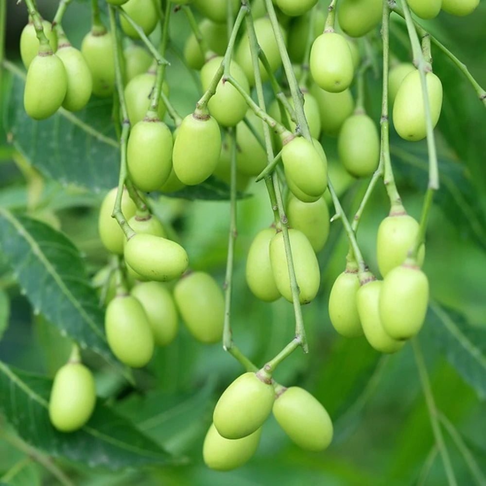 Neem Seed Oil
