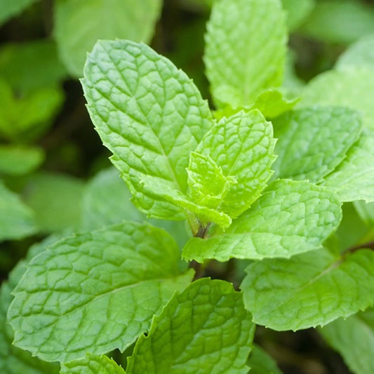 Peppermint Essential Oil