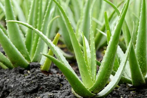 Aloe Vera Juice