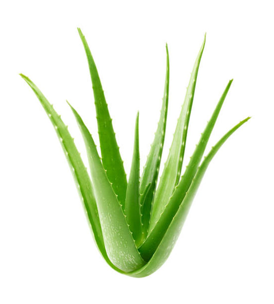 Aloe Vera Extract (Liquid)