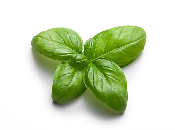 Basil Essential Oil