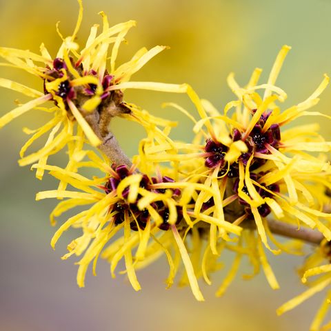 Witch Hazel Alcohol Free