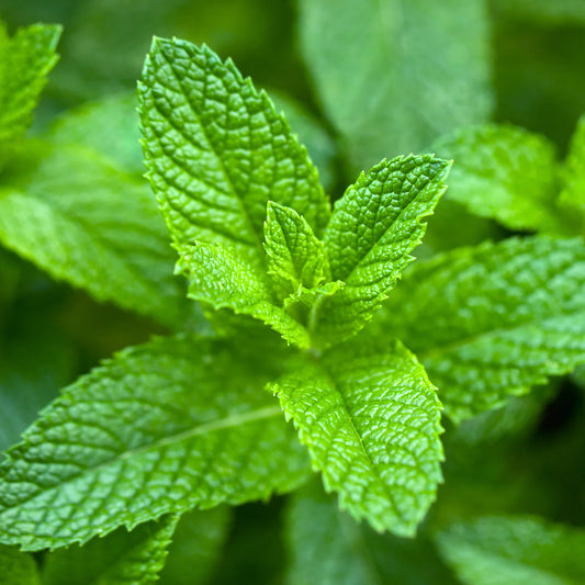 Spearmint Essential Oil