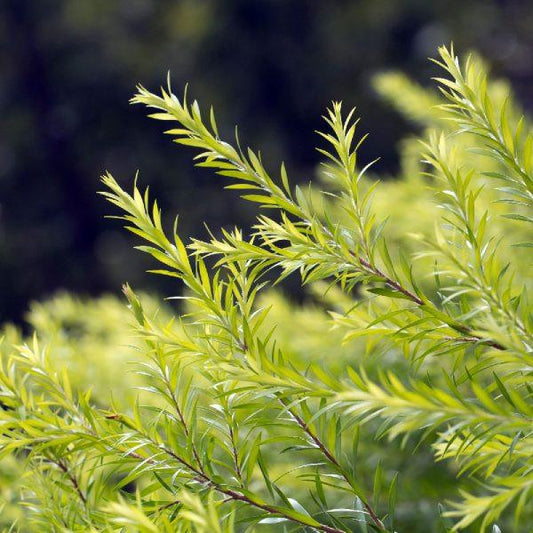 Tea Tree Essential Oil